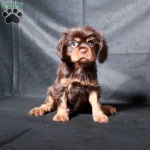 Coco, Cavalier King Charles Spaniel Puppy
