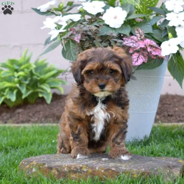 Cocoa, Shih-Poo Puppy