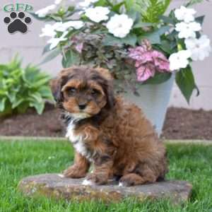 Cocoa, Shih-Poo Puppy