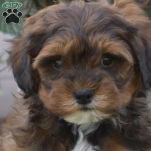 Cocoa, Shih-Poo Puppy