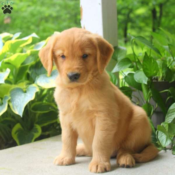 Cocoa, Golden Retriever Puppy