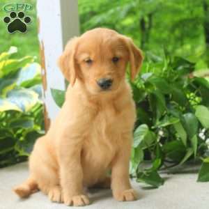 Cocoa, Golden Retriever Puppy