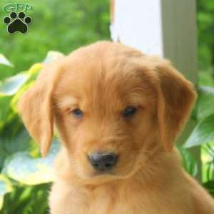 Cocoa, Golden Retriever Puppy