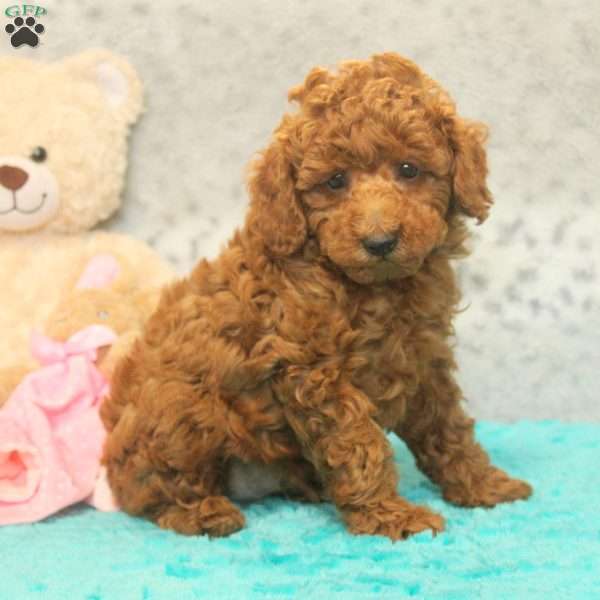 Cody, Miniature Poodle Puppy