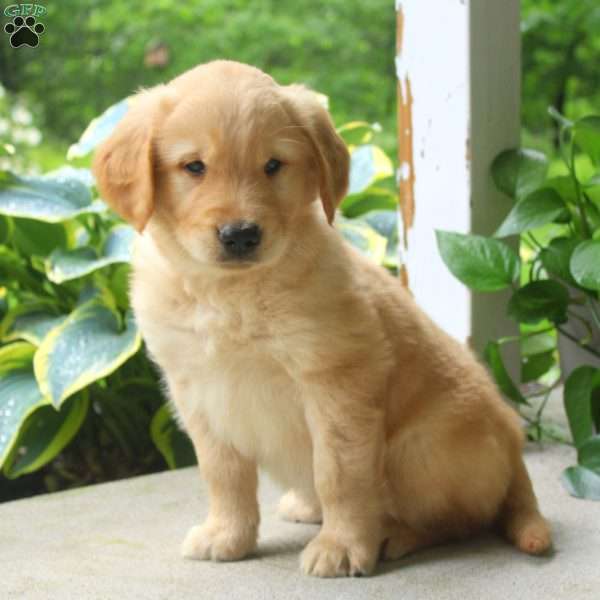 Cody, Golden Retriever Puppy