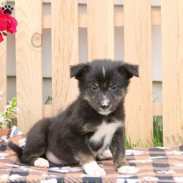 Cody, Border Collie Mix Puppy