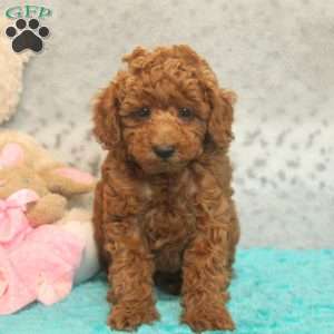 Cody, Miniature Poodle Puppy