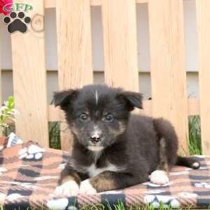 Cody, Border Collie Mix Puppy