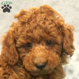 Cody, Miniature Poodle Puppy