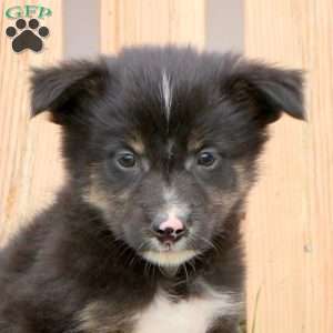 Cody, Border Collie Mix Puppy