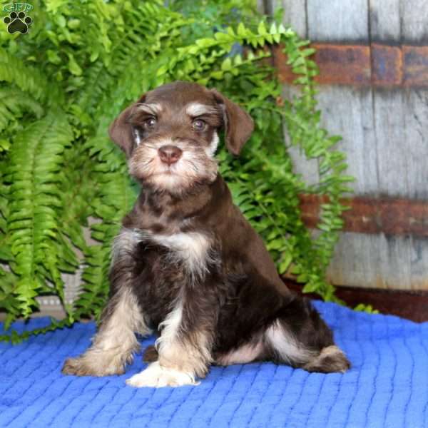 Cody, Miniature Schnauzer Puppy