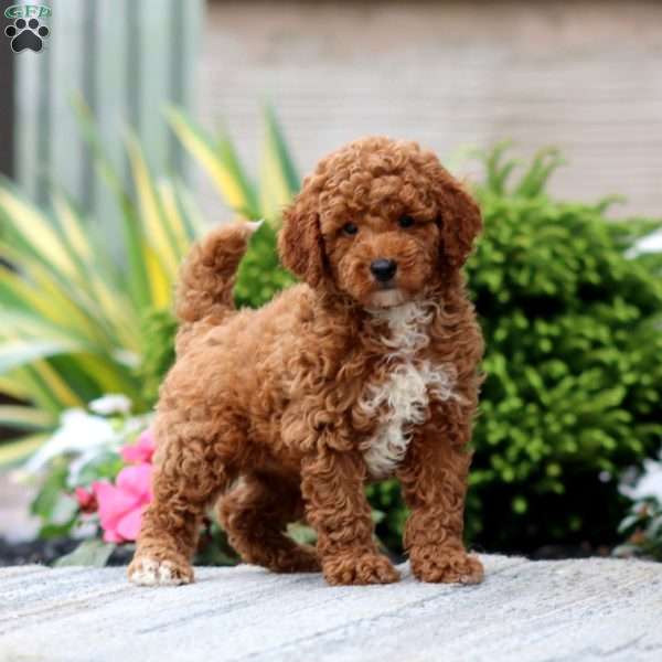 Cody, Miniature Poodle Puppy