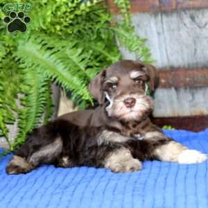 Cody, Miniature Schnauzer Puppy