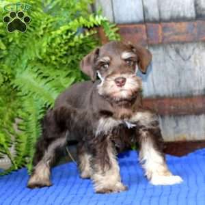 Cody, Miniature Schnauzer Puppy