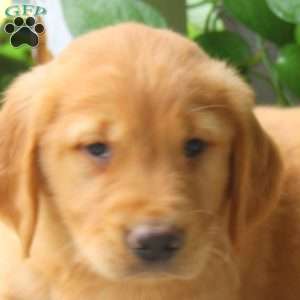 Coffee, Golden Retriever Puppy