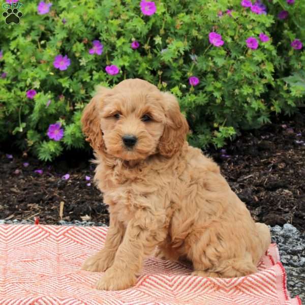 Colbie, Mini Goldendoodle Puppy