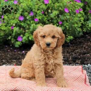 Colbie, Mini Goldendoodle Puppy