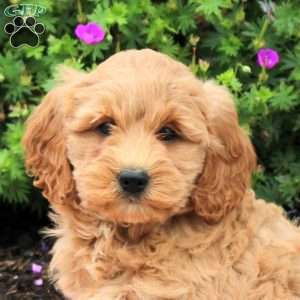 Colbie, Mini Goldendoodle Puppy