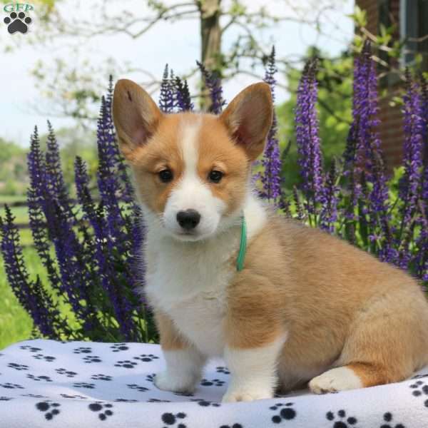 Colby, Pembroke Welsh Corgi Puppy