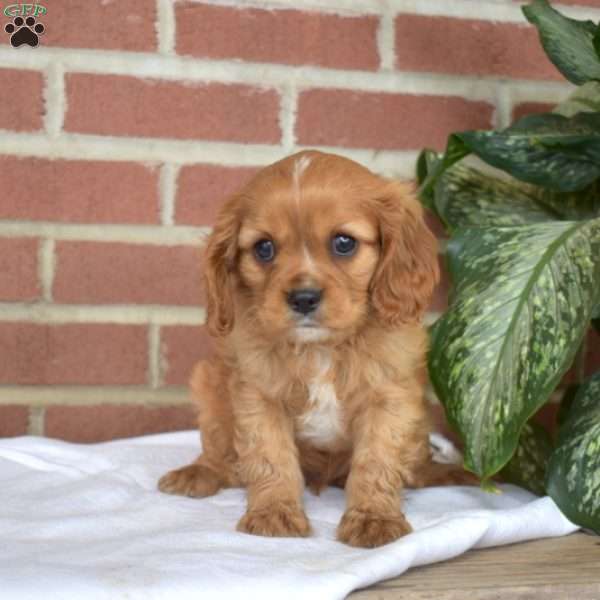 Colby, Cavalier King Charles Spaniel Puppy