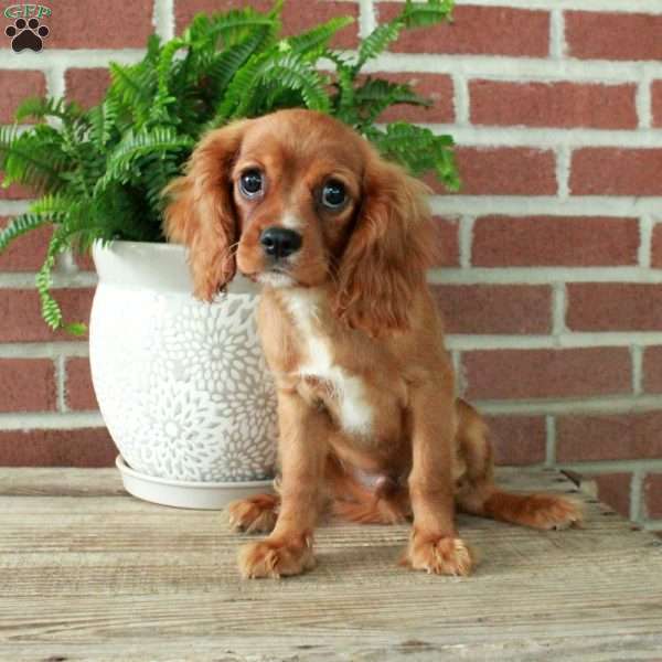 Colby, Cavalier King Charles Spaniel Puppy