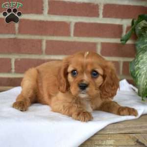 Colby, Cavalier King Charles Spaniel Puppy