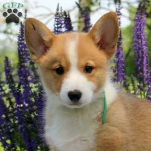 Colby, Pembroke Welsh Corgi Puppy