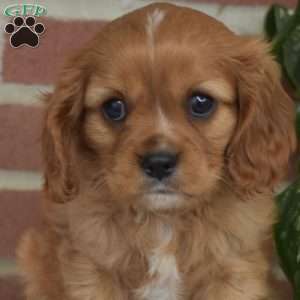 Colby, Cavalier King Charles Spaniel Puppy