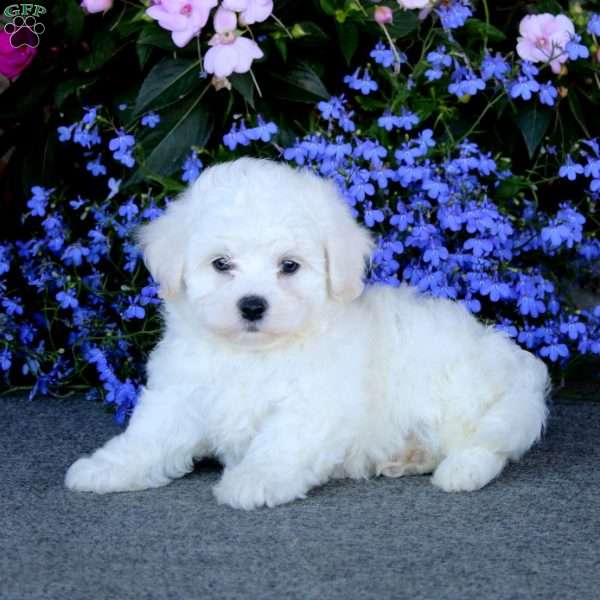 Colby, Bichon Frise Puppy