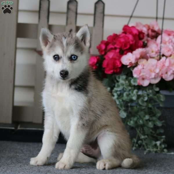 Colby, Pomeranian Mix Puppy