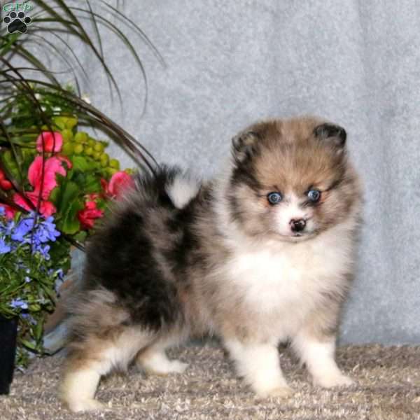Colby, Pomeranian Puppy