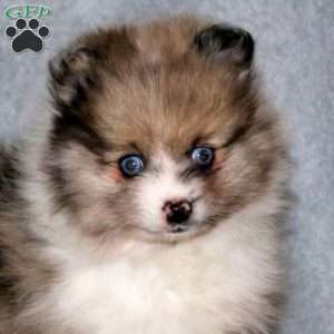 Colby, Pomeranian Puppy
