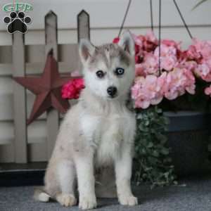 Colby, Pomeranian Mix Puppy