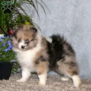 Colby, Pomeranian Puppy