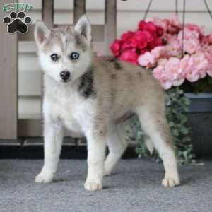 Colby, Pomeranian Mix Puppy