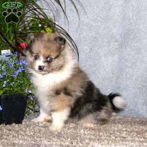 Colby, Pomeranian Puppy
