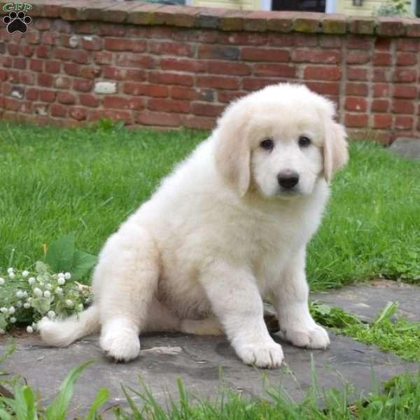Comet, Maremma Sheepdog Puppy
