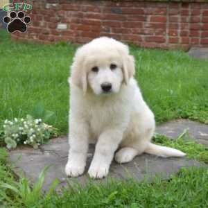 Comet, Maremma Sheepdog Puppy