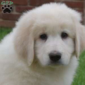 Comet, Maremma Sheepdog Puppy
