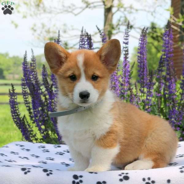 Conner, Pembroke Welsh Corgi Puppy