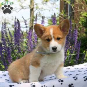 Conner, Pembroke Welsh Corgi Puppy