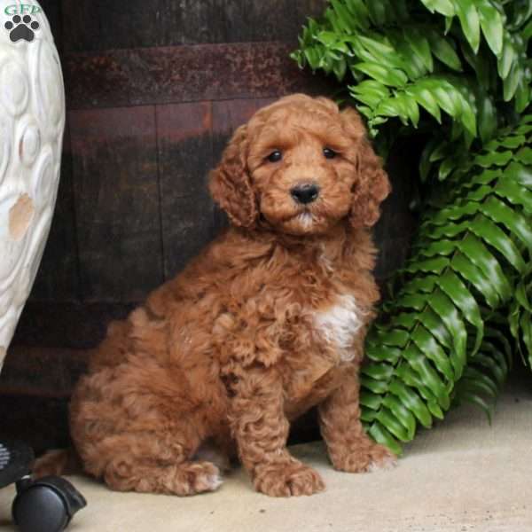 Connor, Mini Goldendoodle Puppy