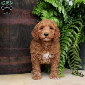 Connor, Mini Goldendoodle Puppy