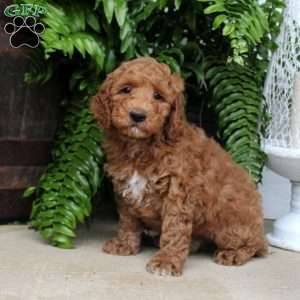 Connor, Mini Goldendoodle Puppy