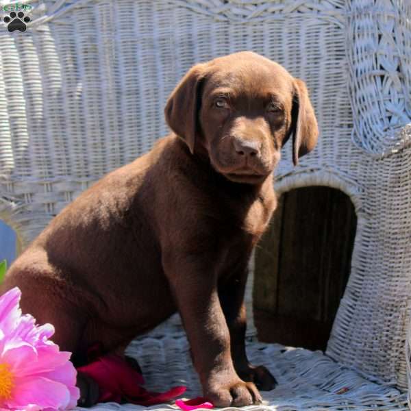 Conway, Chocolate Labrador Retriever Puppy