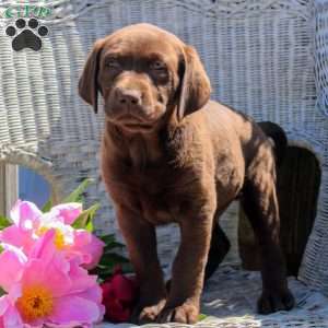 Conway, Chocolate Labrador Retriever Puppy