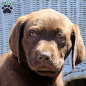 Conway, Chocolate Labrador Retriever Puppy