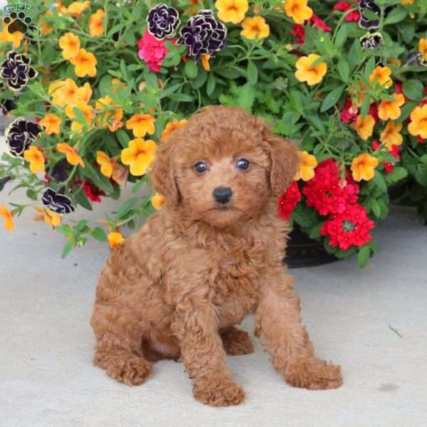 Cookie, Miniature Poodle Puppy