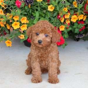 Cookie, Miniature Poodle Puppy