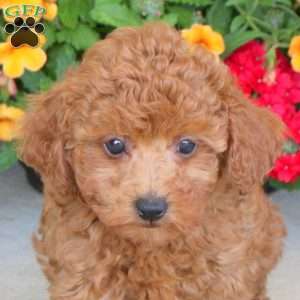 Cookie, Miniature Poodle Puppy